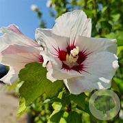 Hibiscus syr. 'Red Heart' 60-80 cm met kluit