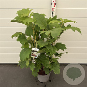 Hydrangea querc. Snow Queen 60-80 cm 7,5L