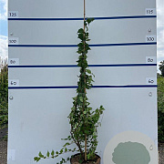 Kolkwitzia amabilis 150-175 cm 20L