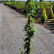 Lonicera henryi 150-175 cm 7,5L