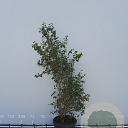 Lonicera xylosteum 150-175 cm met kluit