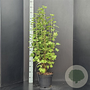 Ribes sang. 'King Edward VII' 100-125 cm 10L