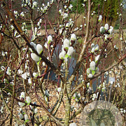 Salix hastata 'Wehrhahnii' 40-50 cm 7,5L