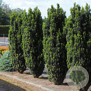Taxus b. 'Black Tower' 50-60 cm 3,0L