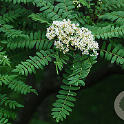 Sorbus koehneana 60-80 cm met kluit