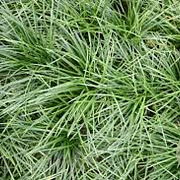 Ophiopogon japonicus GM  P11