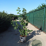 Syringa vulgaris 80-100 cm 10L