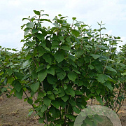 Viburnum lantana 200-225 cm met kluit