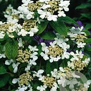 Viburnum plicatum 150-175 cm met kluit