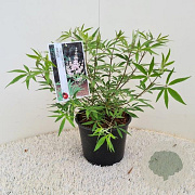 Vitex agnus-castus 'Albus' 80-100 cm 10L