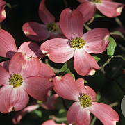 Cornus fl. 'Sweetwater' 100-125 cm met kluit