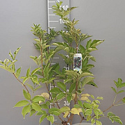 Sambucus nigra 'Haschberg' 80-100 cm 7,5L