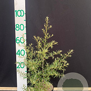 Hippophae rhamnoides 100-125 cm 10L