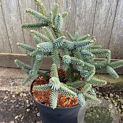 Abies procera 'Glauca' 25-30 cm 3,0L