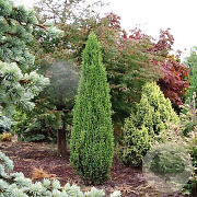 Juniperus comm. 'Bruns' 50-60 cm met kluit