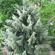Picea breweriana 50-60 cm 7,5L