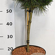 Pinus mugo 'Benjamin' 40 cm stam 7,5L