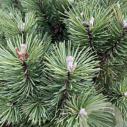 Pinus mugo 'Columbo' 60-80 cm 5,0L