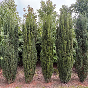 Taxus b. 'Fastigiata' 175-200 cm met kluit