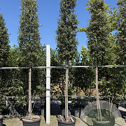 Quercus ilex 14-16 HO container 125 cm stam LEIVORM