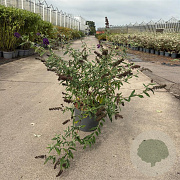 Buddleja d. 'Black Knight' 60-80 cm 10L