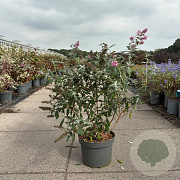 Buddleja d. 'Pink Delight' 60-80 cm 10L