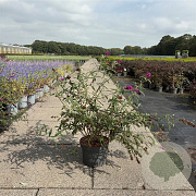 Buddleja d. 'Royal Red' 60-80 cm 10L