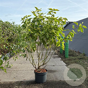 Cornus alba 'Gouchaultii' 80-100 cm 10L