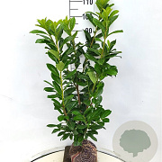 Prunus l. 'Novita' 80-90 cm met kluit
