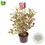 Cornus alba Miracle 40-50 cm 3,0L
