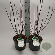 Philadelphus 'Lemoinei' 40-50 cm 3,0L