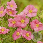 Potentilla f. Pink Paradise 30-40 cm 3,0L