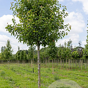 Pyrus calleryana 'Chanticleer' 16-18 HO draadkluit