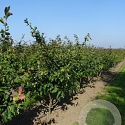 Parrotia persica 150-175 cm draadkluit meerstammig 80-100 breed