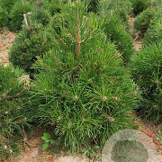 Pinus nigra nigra 80-100 cm met kluit