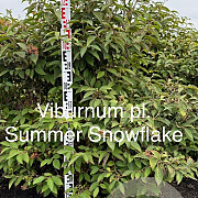 Viburnum plic. 'Summer Snowflake' 125-150 cm met kluit
