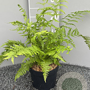 Athyrium f.-f. 'Lady in Red' GM 2,0L