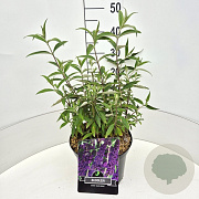Buddleja d. 'Black Knight' 40-60 cm 10L