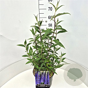 Buddleja d. 'Empire Blue' 40-60 cm 10L