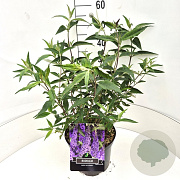 Buddleja d. 'Ile de France' 40-60 cm 10L