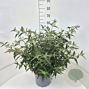 Buddleja dav. 'Lilac Cascade' 40-50 cm 10L