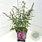 Buddleja d. 'Pink Delight' 40-60 cm 10L