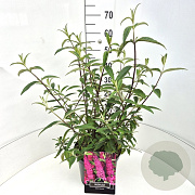 Buddleja d. 'Royal Red' 40-60 cm 10L