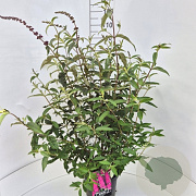 Buddleja d. 'Royal Red' 80-100 cm 10L