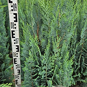 Chamaecyparis l. 'Columnaris' 100-120 cm met kluit