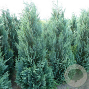 Chamaecyparis l. 'Columnaris' 125-150 cm met kluit