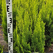 Chamaecyparis l. 'Ivonne' 80-90 cm met kluit