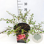 Chaenomeles sup. 'Pink Lady' 40 cm 10L