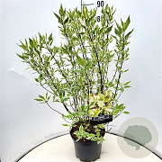 Cornus alba 'Elegantissima' 80-100 cm 10L