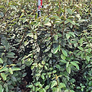 Elaeagnus ebbingei 125 cm met kluit